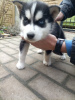 Photo №3. Chiot Husky Sibérien. La finlande