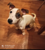 Photo №2 de l'annonce № 9475 de la vente jack russell terrier - acheter à Turquie annonce privée