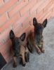 Photo №3. Chiots Berger Belge Malinois à vendre. Fédération de Russie