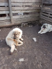 Photos supplémentaires: Chiots de berger du Caucase