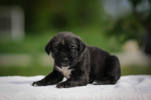 Photos supplémentaires: Charmants chiots Cane Corso