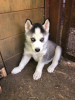 Photo №1. husky de sibérie - à vendre en ville de Mainz | 350€ | Annonce №114669