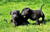 Photos supplémentaires: Superbes chiots labrador noir