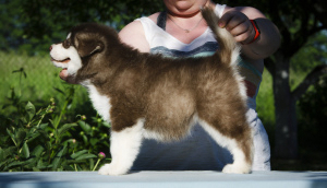 Photos supplémentaires: Chiots colorés de Malamute d'Alaska