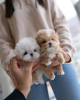 Photo №1. bichon maltais, maltipu - à vendre en ville de Paris | négocié | Annonce №85499