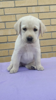 Photo №2 de l'annonce № 6185 de la vente labrador retriever - acheter à Fédération de Russie éleveur