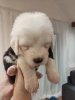 Photo №3. Vieux chien de berger anglais - Chiots Bobtail à vendre. La croatie