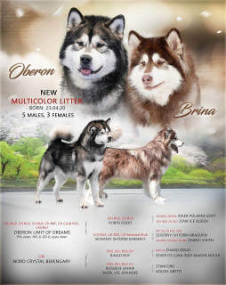 Photo №1. malamute de l'alaska - à vendre en ville de Aigle | 442€ | Annonce №7097