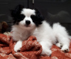 Photo №3. Chiots Papillon avec tous les vaccins disponibles maintenant pour Loving Homes. Allemagne