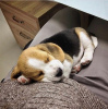 Photo №1. beagle - à vendre en ville de Гамбург | 331€ | Annonce №117601