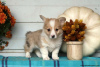 Photo №4. Je vais vendre welsh corgi en ville de Cholargos.  - prix - 280€