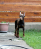 Photo №1. dobermann - à vendre en ville de Belgrade | négocié | Annonce №54415