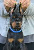 Photos supplémentaires: Chiots Dobermann à vendre