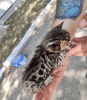 Photo №3. chaton bengal. Ukraine