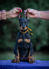 Photo №3. Chiots Dobermann. Serbie