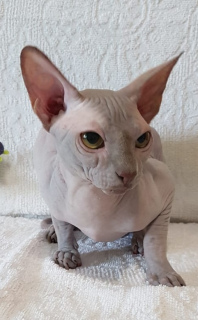 Photo №1. sphynx - à vendre en ville de Odessa | 316€ | Annonce № 2999