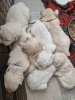 Photo №4. Je vais vendre golden retriever en ville de Baltimore. éleveur - prix - 568€