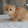 Photo №1. scottish fold - à vendre en ville de Helsinki | 237€ | Annonce № 111225