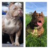 Photo №2 de l'annonce № 24622 de la vente american bully - acheter à Biélorussie annonce privée