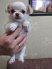 Photo №2 de l'annonce № 11009 de la vente chihuahua - acheter à Biélorussie annonce privée