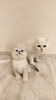 Photo №1. scottish fold - à vendre en ville de Daugavpils | négocié | Annonce № 69530