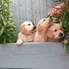 Photo №3. Magnifique golden retriever en adoption gratuite. Allemagne