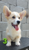 Photo №1. welsh corgi - à vendre en ville de Zrenjanin | négocié | Annonce №54553