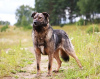 Photo №1. chien bâtard - à vendre en ville de Mytishchi | Gratuit | Annonce №8645
