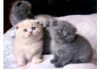 Photo №1. scottish fold - à vendre en ville de Антверпен | 250€ | Annonce № 115087