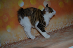Photo №3. Élevage de chaton Kurilian Bobtail, fille. Fédération de Russie