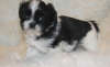 Photo №1. shih tzu - à vendre en ville de Gelsenkirchen | Gratuit | Annonce №101851