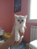 Photo №1. british shorthair - à vendre en ville de Aubenas | 750€ | Annonce № 102443