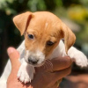 Photo №4. Je vais vendre jack russell terrier en ville de Helsinki. annonce privée, éleveur - prix - 450€