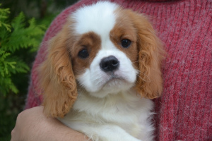 Photo №1. cavalier king charles spaniel - à vendre en ville de Vitebsk | 903€ | Annonce №3532