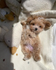 Photo №3. Chiots Maltipoo élevés dans une maison familiale. Allemagne