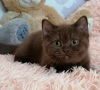 Photo №1. british shorthair - à vendre en ville de Lioubertsy | 398€ | Annonce № 21800