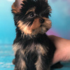 Photos supplémentaires: Ici, j'ai de beaux chiots Yorkshire Terrier, filles et garçons, tous très