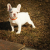 Photos supplémentaires: Vente de chiots bouledogue français.