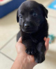 Photo №1. labrador retriever - à vendre en ville de Falun | 284€ | Annonce №120852