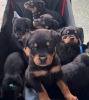 Photo №1. rottweiler - à vendre en ville de Гамбург | négocié | Annonce №124981