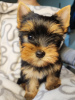 Photo №4. Je vais vendre yorkshire terrier en ville de Zrenjanin. éleveur - prix - négocié