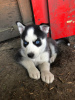 Photo №3. Chiots Husky Sibérien vaccinés avec pedigree à vendre. Allemagne