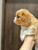 Photos supplémentaires: Chiots Cavalier King Charles Spaniel