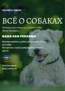 Photo №2 de l'annonce № 7397 de la vente chien bâtard - acheter à Fédération de Russie annonce privée