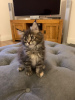 Photo №3. Beaux chatons Maine Coon. Pays Bas