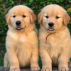 Photo №1. golden retriever - à vendre en ville de Graz | négocié | Annonce №53360