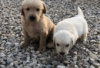 Photo №2 de l'annonce № 126939 de la vente golden retriever - acheter à Allemagne annonce privée