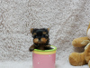 Photo №1. yorkshire terrier - à vendre en ville de Berlin | 300€ | Annonce №101328