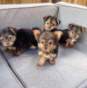 Photo №1. biewer yorkshire terrier - à vendre en ville de Berlin | 350€ | Annonce №123516