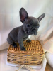 Photo №3. Adorables chiots bouledogue français en adoption gratuite. Allemagne